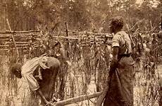 rice carolina south fields slaves slave slavery working field 1855 history savannah women plantations circa african american gold plowing buttery