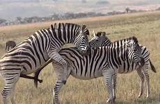 mating zebra sex