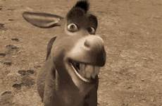 donkey tenor