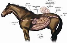horses stomach colic digestive horse tract ulcers