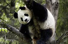 panda giant wwf pandas endangered wildlife animal surrey planet centre living adopt numbers international china species risk biodiversity year threat