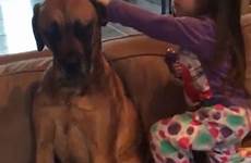 her dog girl great dane young giving mouth other video checking budding ears then patient article puts nala youngster ear