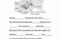 intercourse reproductive organs docx differentiated teaching