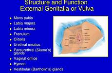 female function structure vulva system labia majora external vaginal genitalia mons pubis genitourinary minora glands frenulum orifice clitoris vestibular bartholin