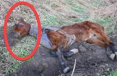 horse ripped road found side
