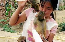 monkeys breastfeeds shocking trainer primate secret apes circuses supplying performers trainers theatres