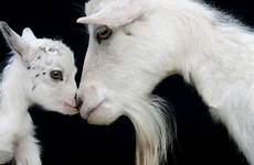 mother goats goat baby saatchiart animals cute