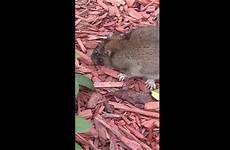 eaten alive rat