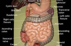 anus digestive labeled organs physiology gastrointestinal pancreas