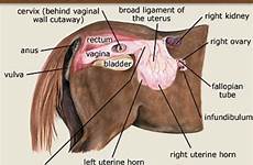 equine vet mares horse reproductive tract organs foal veterinary