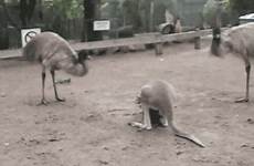 emu gif kangaroo giphy everything animals has gifs