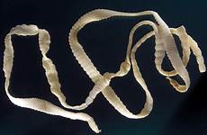 worms humans tapeworm tapeworms