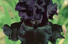 bearded bulbs germanica irises suited bulb negru ingrijire inmultire perennials rhizome brecks fiore angela heavenly tuber piante heirloom dialog zoom