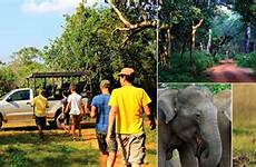 wildlife sri lanka safaris eco experience srilankaecotourism lk