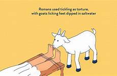 torture tickling feet licking goats goat tickle dipped romans saltwater used tied