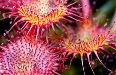australian bush plants sundew native flowers drosera plant carnivorous 500px