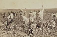 enslaved fsu plantations picking workers documentary culture archival thomasville prentiss