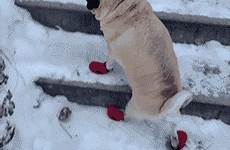 gif snow dog ice gifs slipping dogs winter bed giphy pugs funny stairs boots who homework pug animals doing hilarious