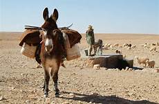 donkey labour carting sahara macou jacqueline