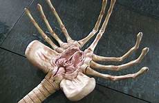 alien facehugger movie wallpaper face anatomy size full vagina wallpapers masterpiece ridley nothing desktop wall preview click background female big