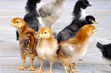 poultry chickens beak fauna galliformes ayam fowl vertebrate rural anak bebek induk pxhere okresie kurami wiosennym opieka nad barngeek unggas