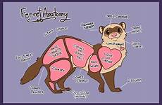 ferret anatomy ferrets cute funny meme etsy baby english print saved animals visit halle article