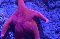 starfish butt big viral goes kark wivb twitter