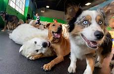 doggy daycare playtime