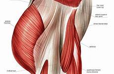 muscles buttock asklepios atlas 31st