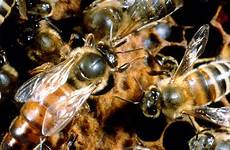 bee queen bees honey scienceimage csiro colony when learn nature laying frog collapse eggs squish time do disorder jelly royal