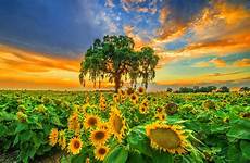nature hd natural wallpaper awesome flowers widescreen organic landscape plant sunflower sky flower sunflowers wallpapers background desktop 2047 1271 4k