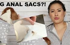 anal dog glands sacs scooting maintenance