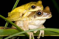 mating frog male frogs colors change season species dance hundreds taken found during