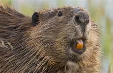 beaver beavers castor engineers flavoring dent buck cbs incisors cbsistatic cbsnews cbsnews1 lehmberg judith