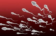 sperma spermatogenesis sel proses pembentukan