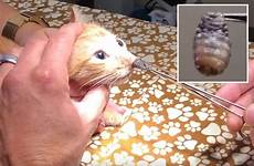 nose parasite kitten gruesome