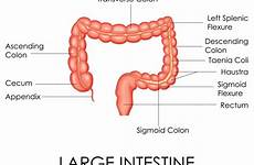 intestine cecum large digestive system diagram largest