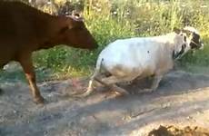 bull cow small female mate his much shocked hilarious attempts moment larger her miserably fails heels head clambers turns nothing