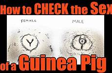 guinea pig sex check