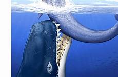dick moby prehistoric whale long whales foot sperm size giant teeth had hunted other attacking foxnews mnhn