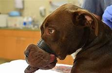 mouth dog animal abuse pit bull man shut muzzle taped tape horrific abused owner old dogs caitlyn found bound surgery