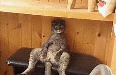 sitting cats odd positions gif funny cat very re