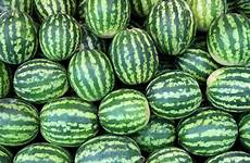 watermelon mocah