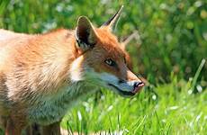 fox lips licking red