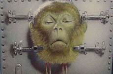 bizarre experiment monkey head transplant scientists performed believe won animal viraltalks