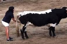 balls bull woman rubs bulls ball behind milking sneaks its september posted
