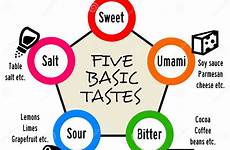 taste tastes umami bitter sour basic sweet five salt types defining preview nutrition exams illustration detection