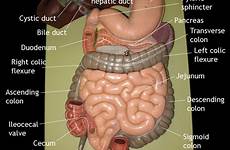 anus anatomy digestive organs sheep physiology