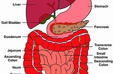 rectum body function human digestive system liver anatomy functions detox organ