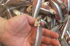 anchovies bilis ikan 1kg
